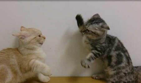 猫咪鼻子有黑色分泌物正常吗?