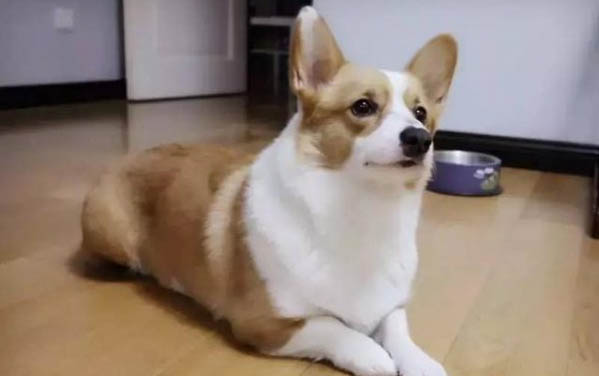 怎样治疗狗狗呕吐腹泻