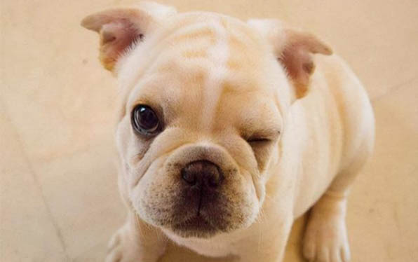 棉花面纱犬哪里有卖