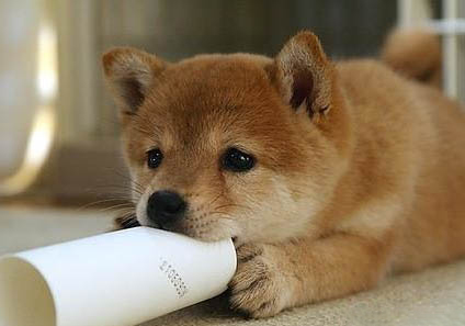 秋田犬可以养吗
