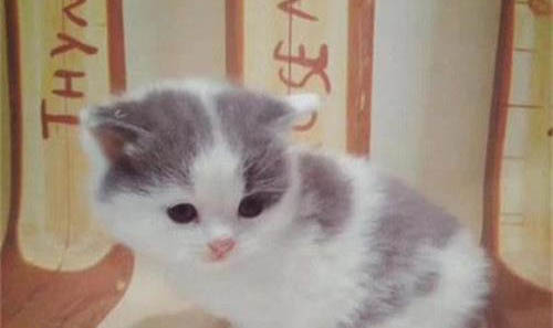 刚买的小奶猫有眼屎怎么办