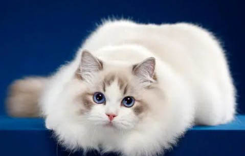 猫咪要刷牙吗多久刷一次