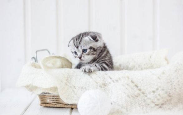 猫咪长期喝矿泉水会得尿结石吗