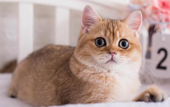 猫咪坐长途车需要准备