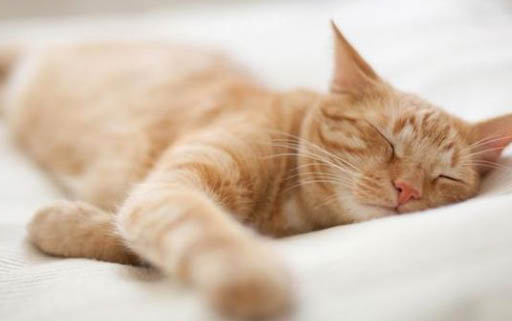 猫咪睡姿代表的含义