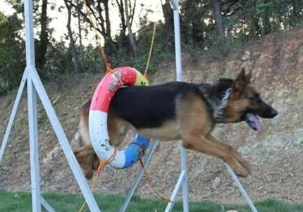 比利牛斯牧羊犬手术伤口多久恢复