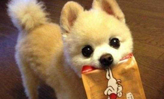 狗狗可以吃梨子吗?