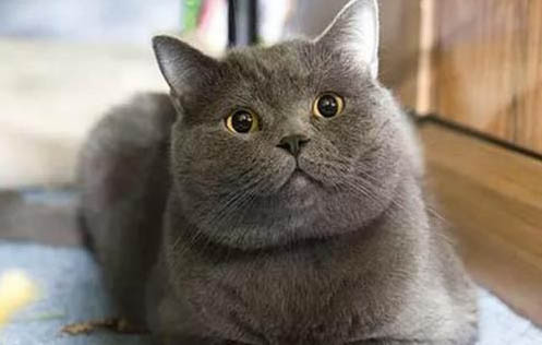 猫拉绿色的稀屎怎么办