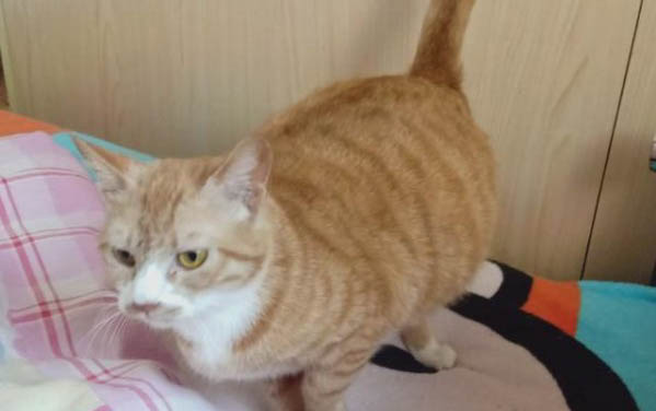 猫咪胰腺炎的饮食禁忌