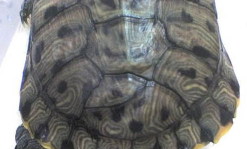 金头乌龟品种图片