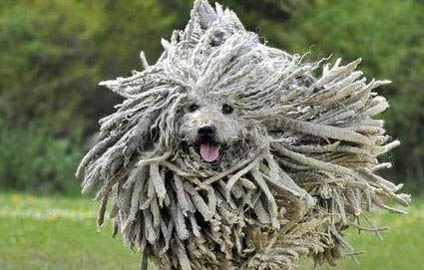 养波利犬注意事项