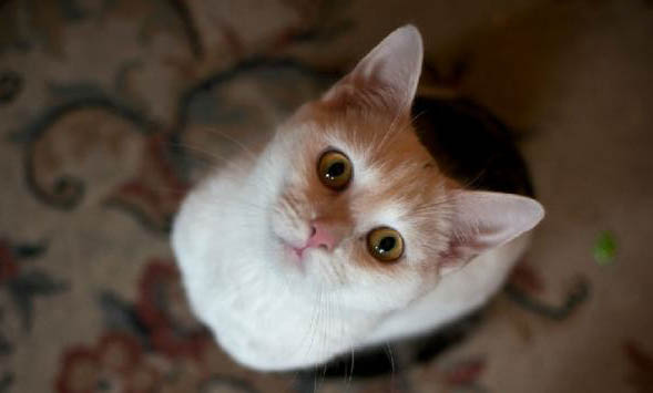 猫可以吃牛肉吗