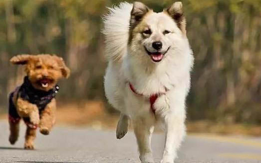 狗狗得犬瘟的初期症状？