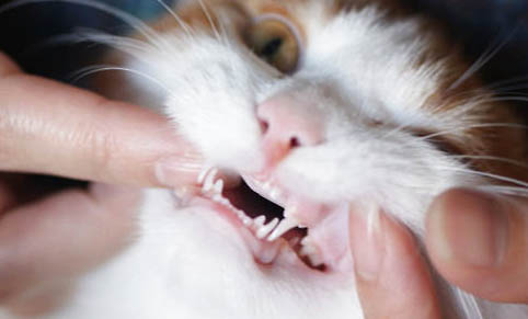 猫牙龈轻微发红