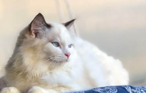 猫咪智商相当于人几岁