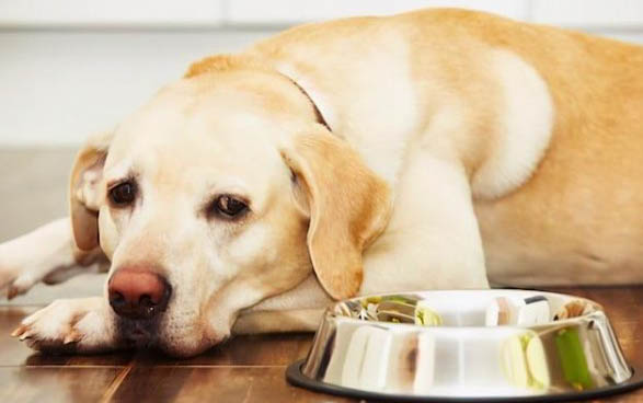 狗狗吃了鸡骨头要几天才可以吃东西？