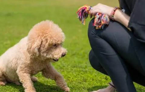 狗狗能吃石榴籽吗？