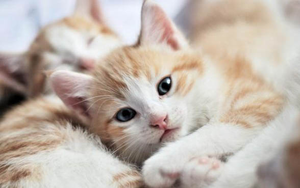 猫的年龄怎样计算