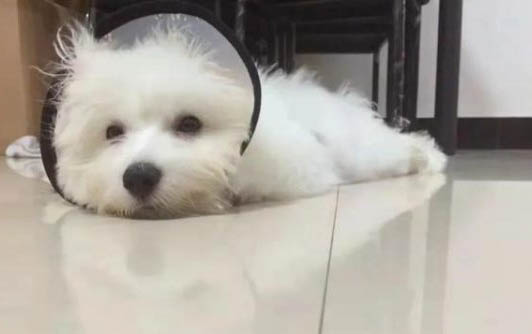 小狗眼睛有脓性眼屎,眼睛睁不开了
