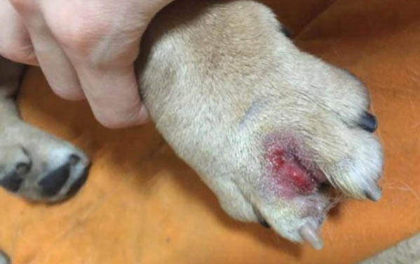 狗狗为什么得了细小病毒呢