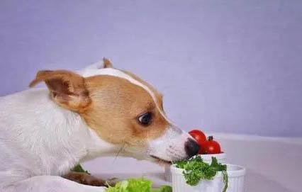 狗狗不可以吃的食物有哪些?
