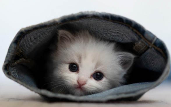 猫瘟如何预防?