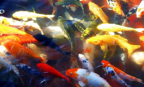 七彩神仙鱼的混养鱼种建议