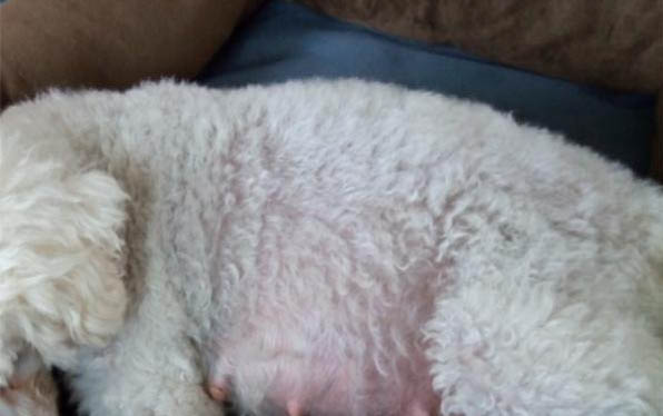 泰迪犬几个月就不长了