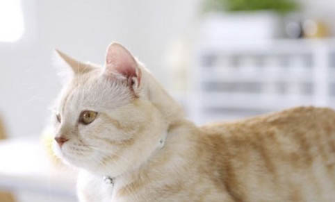 猫一只眼睛睁不开有分泌物还打喷嚏怎么办