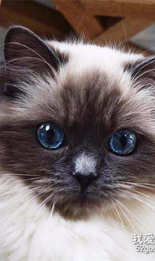 猫呕吐白色泡沫是什么原因