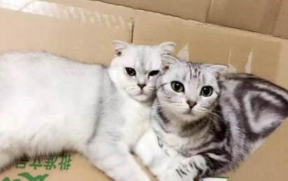 三个月的小猫可以吃零食吗