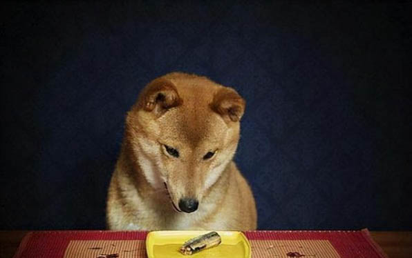 为什么狗狗没精神突然不理人