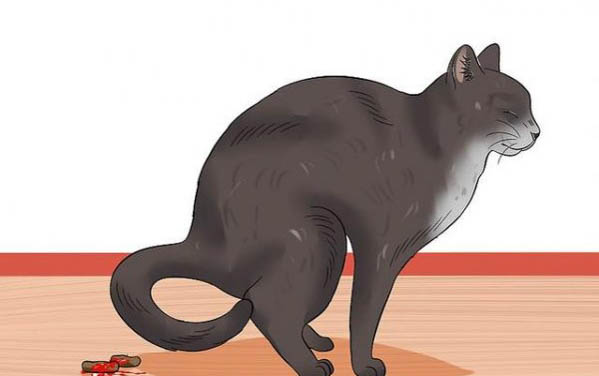 猫咪肝损伤有哪些症状