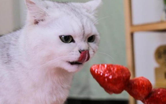 猫妈妈会怎么处理死掉的小猫