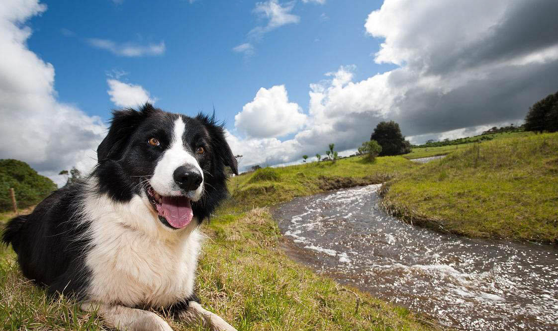 冰岛牧羊犬发烧什么症状有哪些