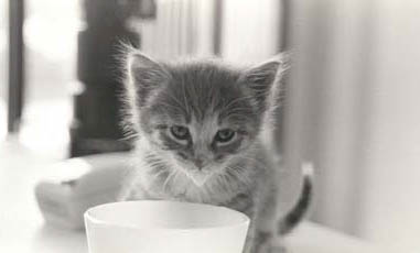 请问猫咪呕吐的原因及处理方法?
