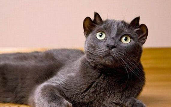 猫咪软便的原因及解决办法