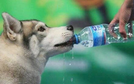 训练狗狗的技巧