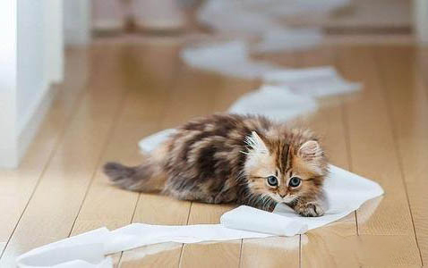 小猫吃撑了会怎么样啊