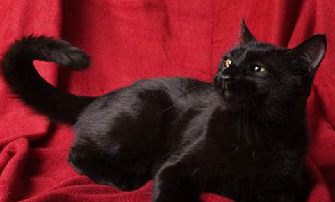 黑猫长白毛怎么回事，黑猫长出很多白色杂毛怎么办
