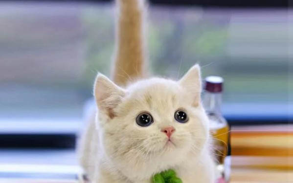 猫咪趴在地砖上会不会冷