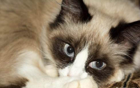 猫咪感冒打喷嚏流鼻涕要吃什么药呢？