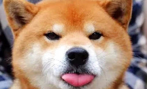 豆柴犬与柴犬有什么区别