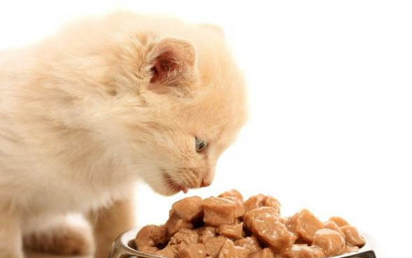 小猫吐血的原因及处理方法