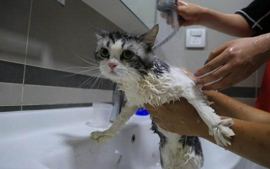猫咪牙龈发炎用什么药