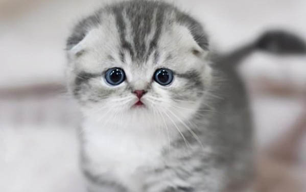 宠物猫可以吃板栗么?