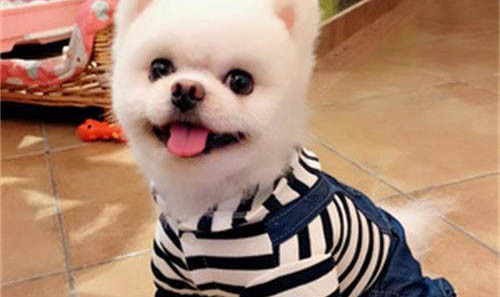 博美脾气差怎么训