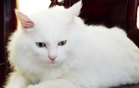 养狮子猫的弊端