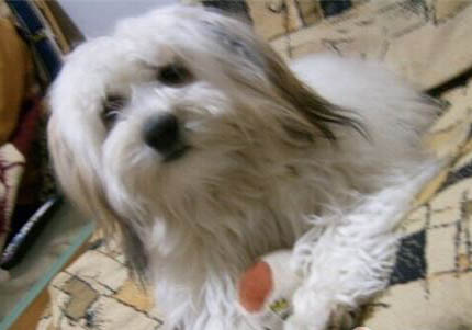 中期犬瘟和早期犬瘟分别多久