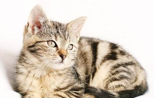 猫咪不舒服的表现图解